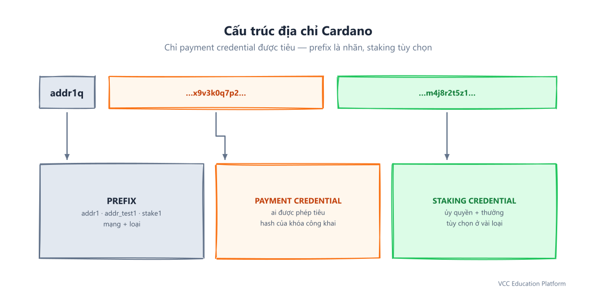 Cấu trúc địa chỉ Cardano: tiền tố addr1, chứng chỉ thanh toán và chứng chỉ staking bên trong chuỗi Bech32