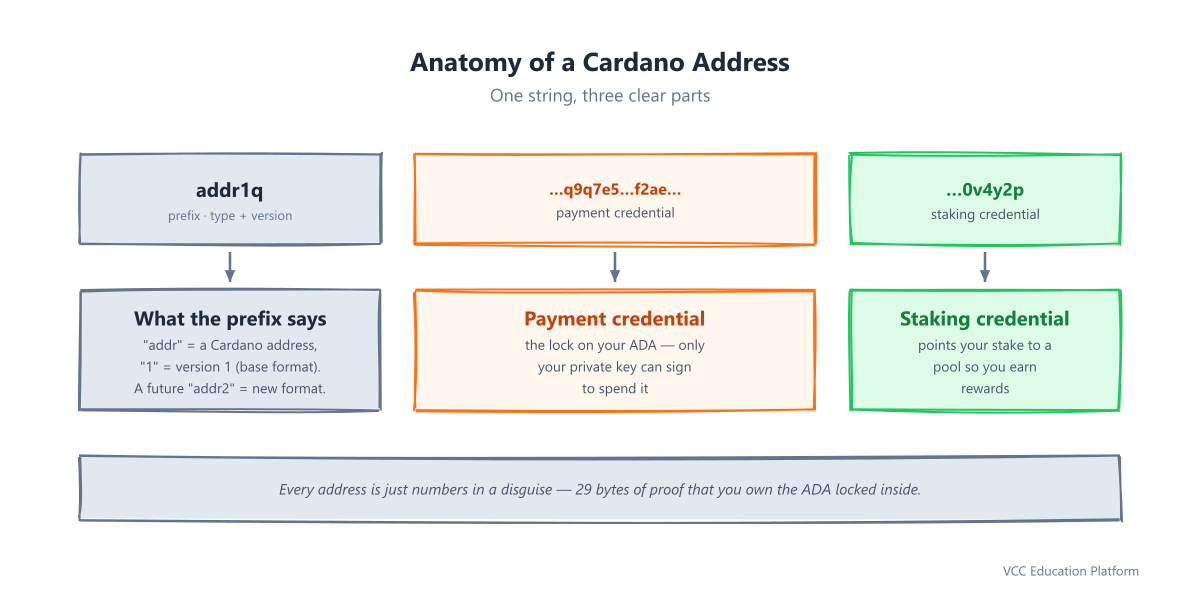 Anatomy of a Cardano address: the addr1 prefix, the payment credential, and the staking credential inside the Bech32 string
