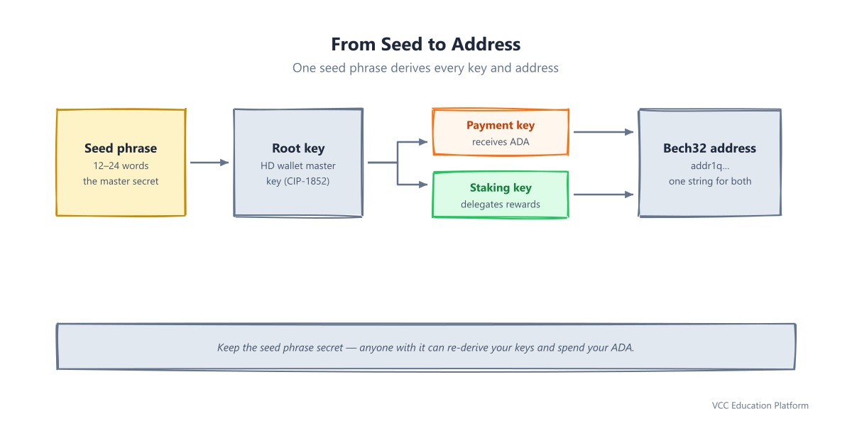 Cardano address derivation flow: one seed phrase derives a root key, which branches into payment and staking keys, then into a Bech32 address