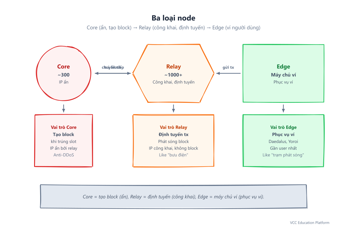 Ba loại node: Core (circle, ẩn), Relay (hexagon, công khai), Edge (rounded, phục vụ ví)