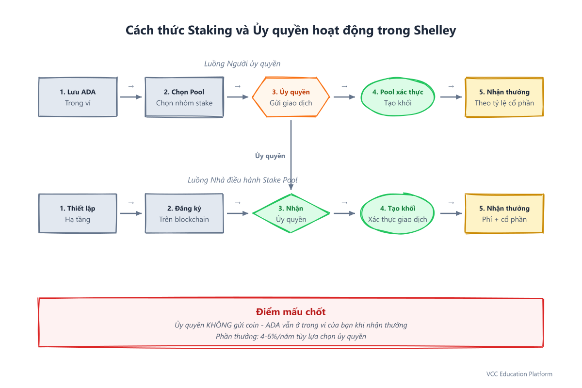 Sơ đồ cách staking và ủy quyền hoạt động trong kỷ nguyên Shelley với các nhóm stake và quy trình ủy quyền