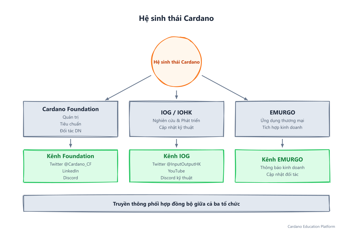 Tổng quan hệ sinh thái Cardano: ba tổ chức cốt lõi gồm Cardano Foundation, Input Output Global (IOG) và EMURGO với các vai trò khác nhau