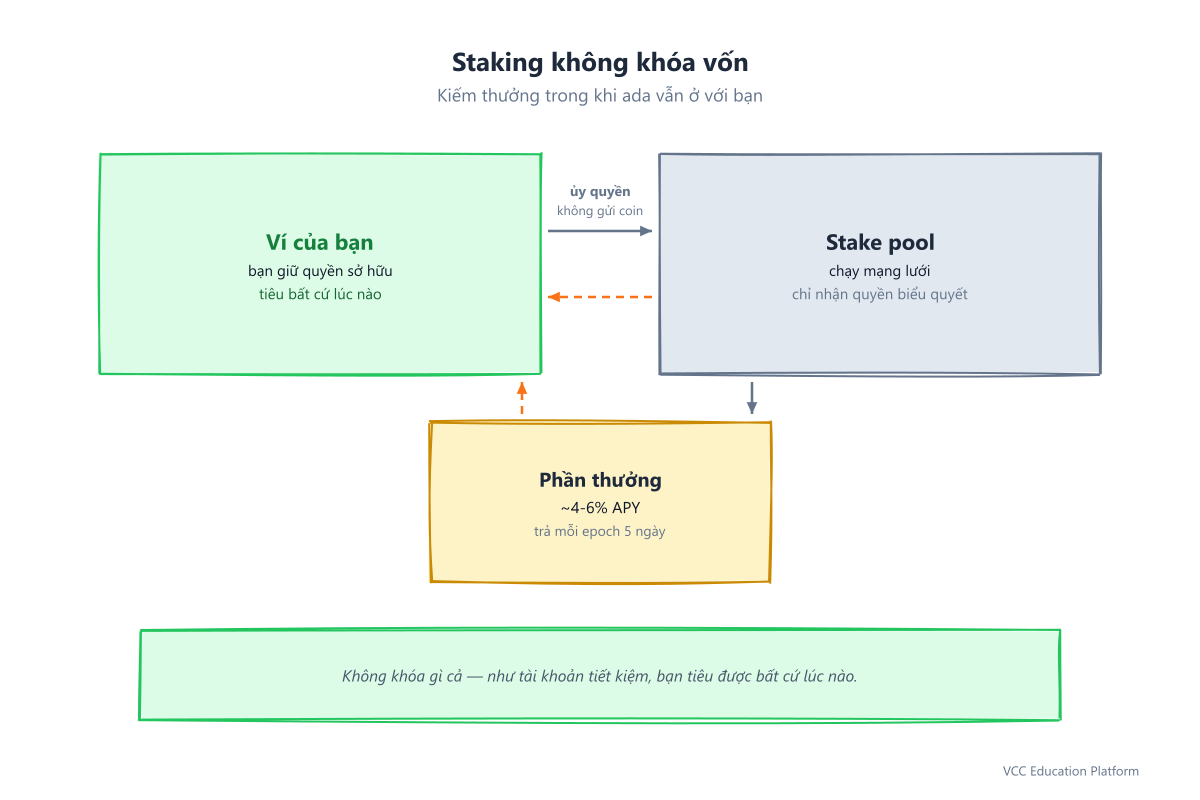 Staking không khóa vốn: ví → stake pool (ủy quyền quyền biểu quyết), ada vẫn ở ví, thưởng ~4-6% APY mỗi epoch 5 ngày