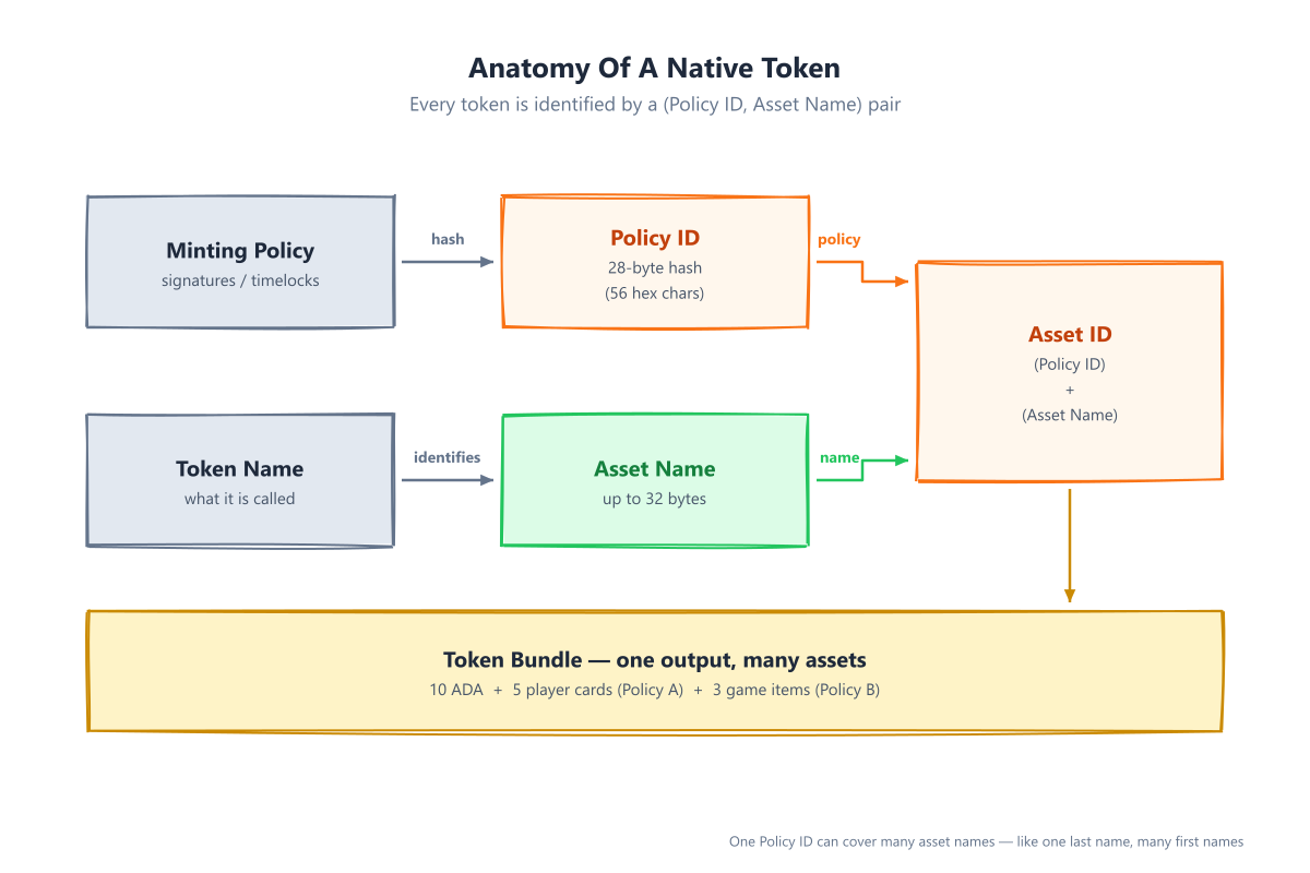 Anatomy of a native token: a Policy ID (hash of the minting policy) plus an Asset Name combine into a unique Asset ID