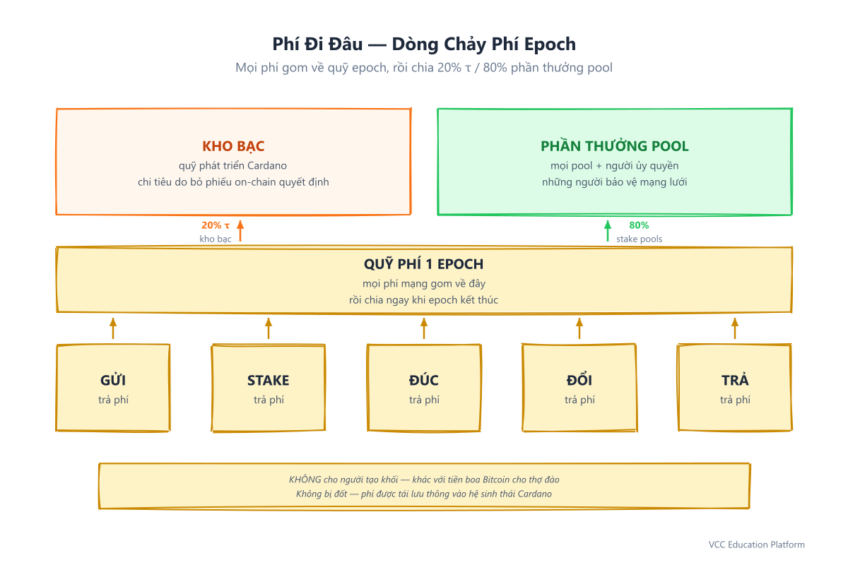 Luồng phí theo epoch: phí giao dịch được gom vào một quỹ phí mỗi epoch, sau đó chia 20% cho kho bạc và 80% cho phần thưởng stake pool