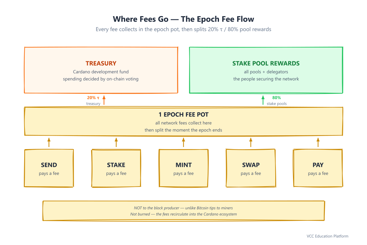 Epoch fee flow: transaction fees pool into one fee pot per epoch, then split 20% to the treasury and 80% to stake pool rewards