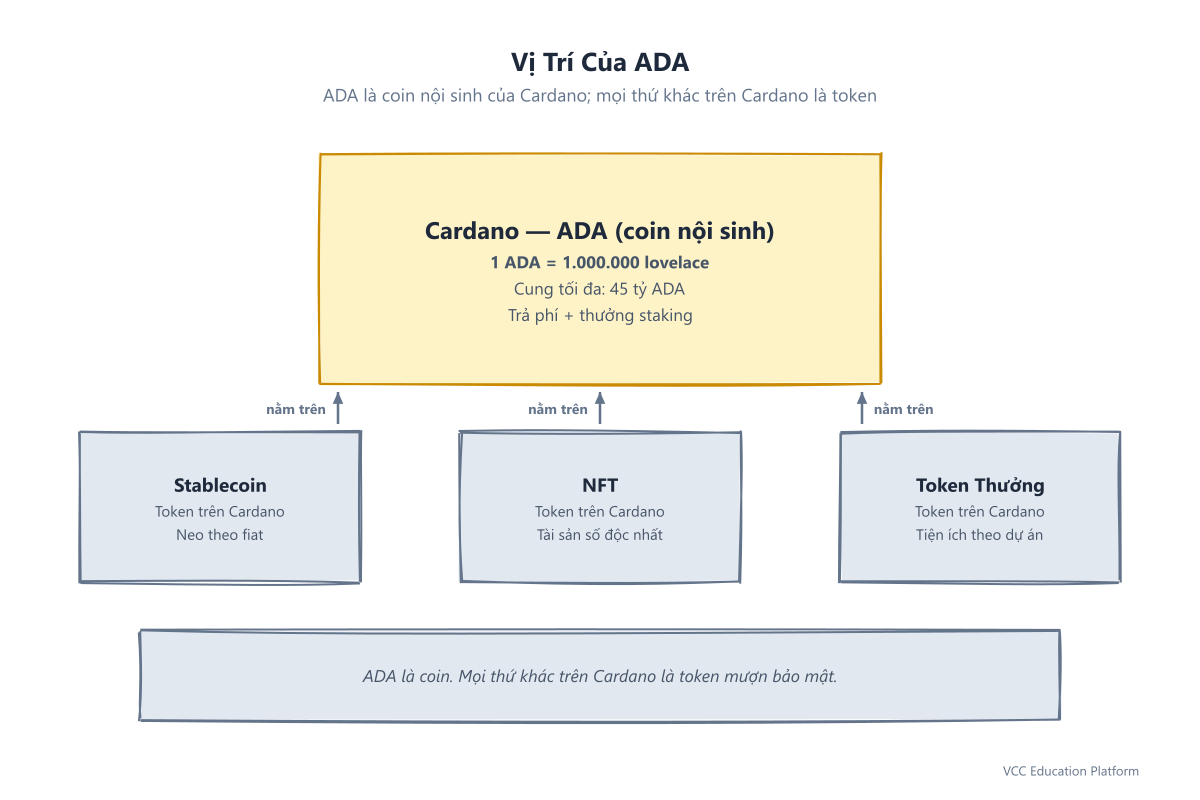 Vị trí ADA: coin nội sinh Cardano, 1 ADA = 1.000.000 lovelace, cung tối đa 45 tỷ, với ví dụ token đúc trên Cardano