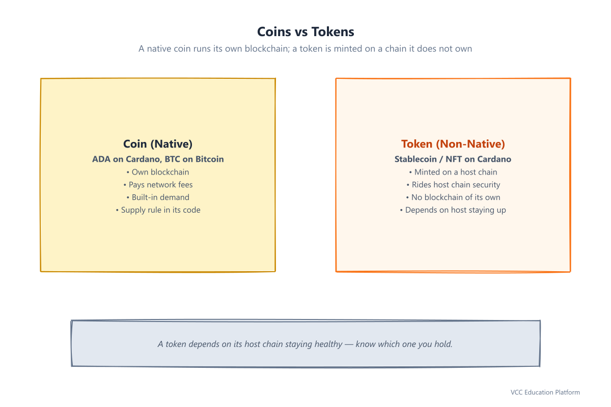 Coins vs tokens: a native coin runs its own blockchain (ADA on Cardano, BTC on Bitcoin); a token is minted on a chain it does not own