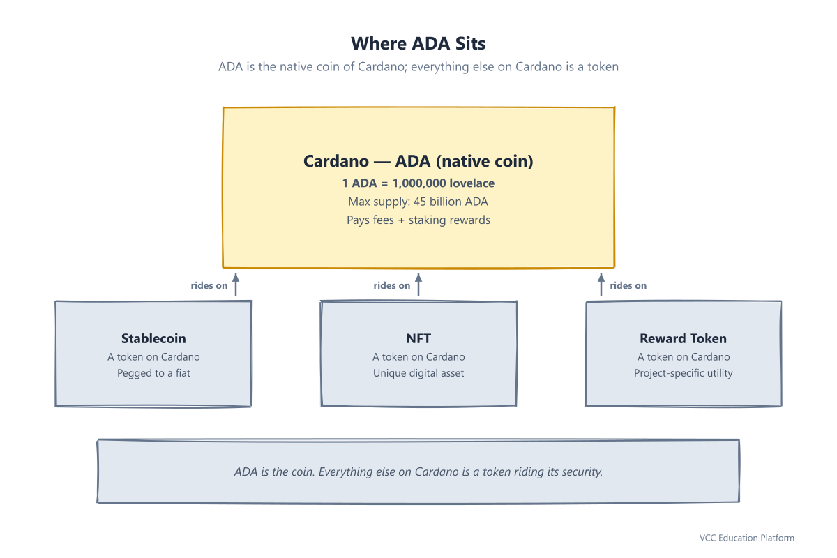 Where ADA sits: Cardano native coin, 1 ADA = 1,000,000 lovelace, max supply 45 billion, with examples of tokens minted on Cardano