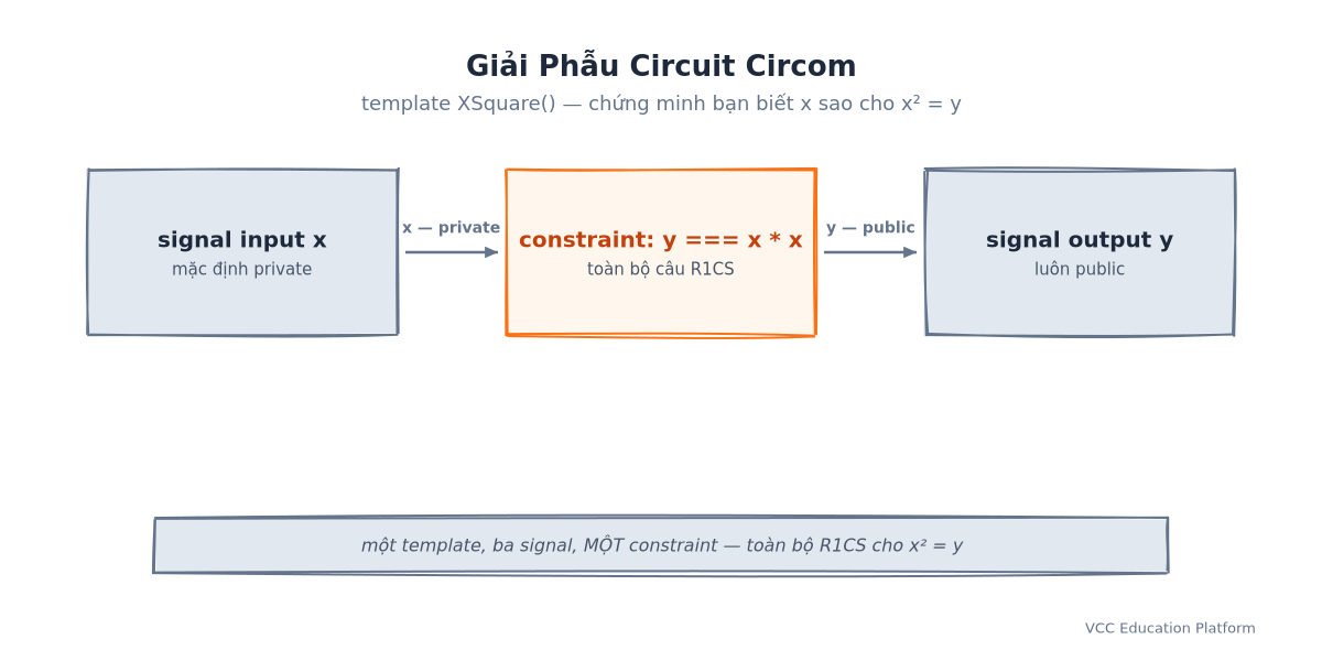 Giải phẫu circuit Circom: signal input x → constraint y === x * x → signal output y, với x private và y public