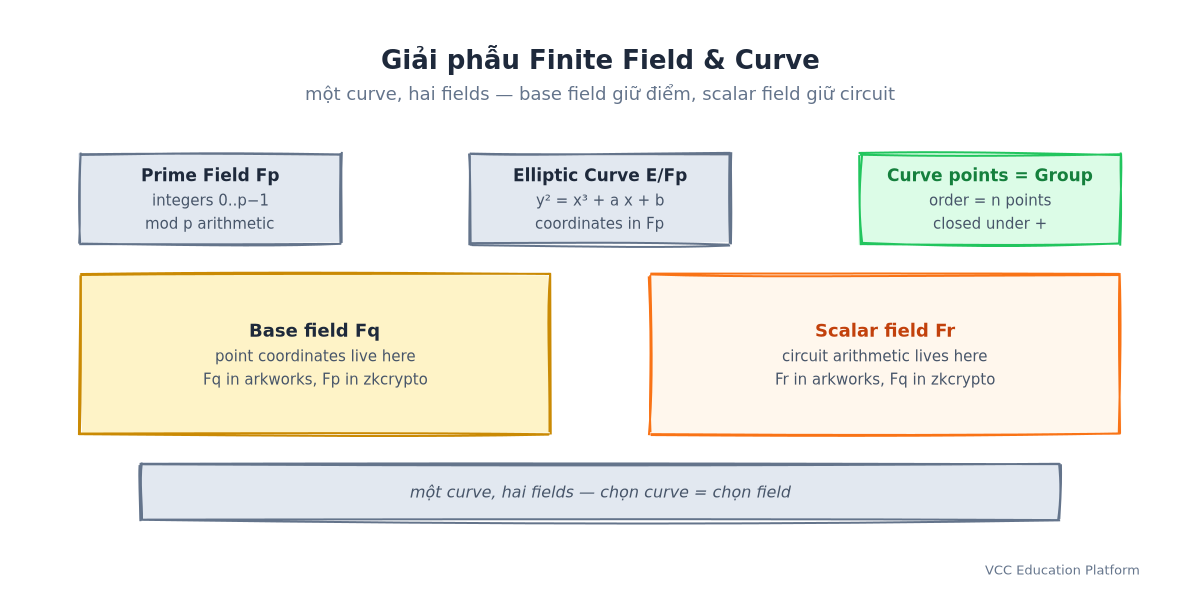 Giải phẫu finite field và elliptic curve: Prime Field Fp → Elliptic Curve E/Fp → nhóm điểm Curve, với Base field Fq và Scalar field Fr bên dưới