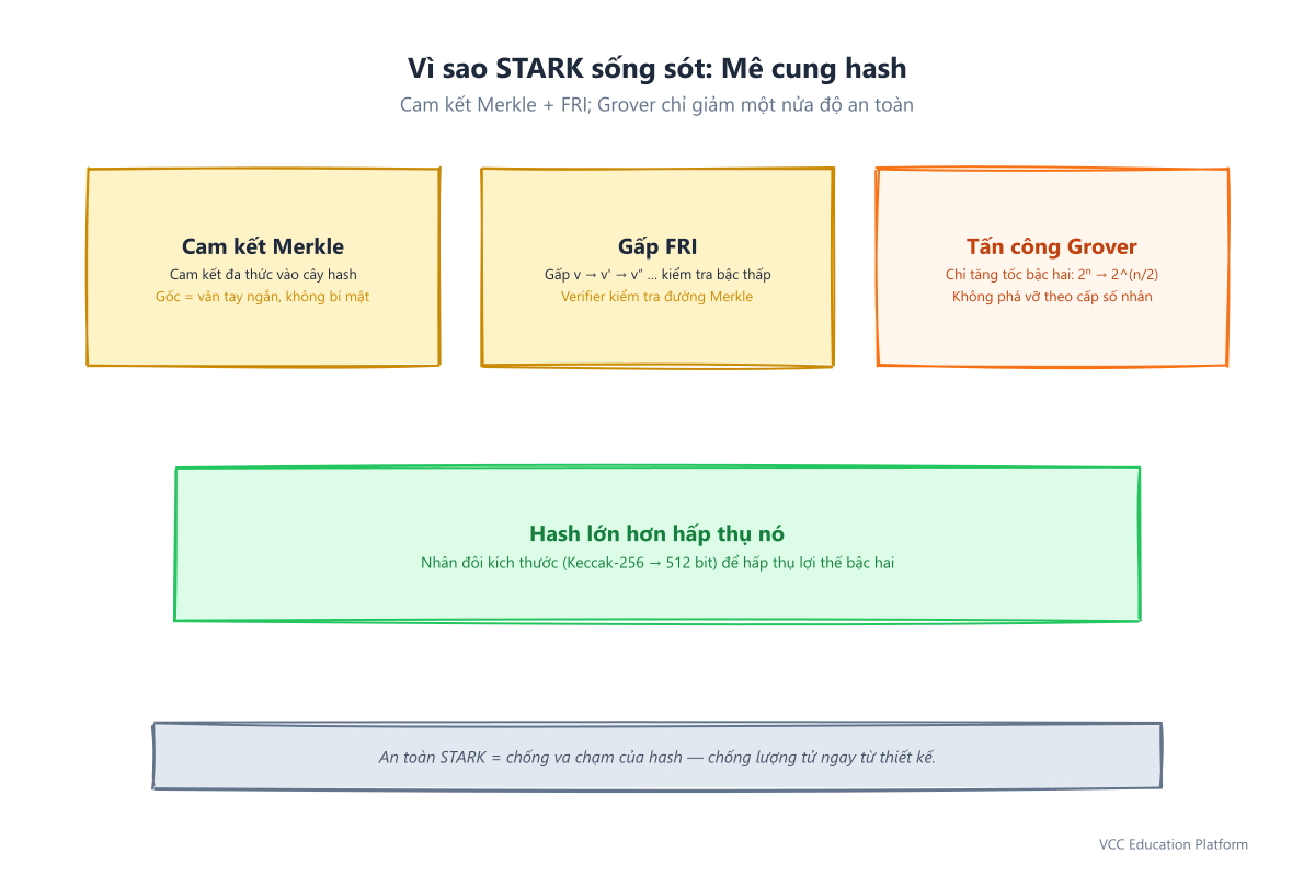 Mê cung hash của STARK: cam kết Merkle, gấp FRI, và Grover chỉ tăng tốc bậc hai