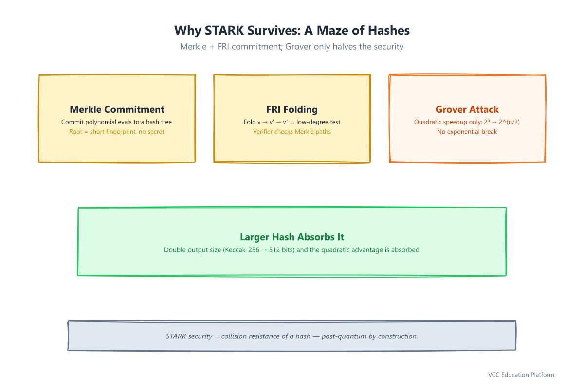 STARK hash maze: Merkle commitment, FRI folding, and Grover giving only a quadratic speedup