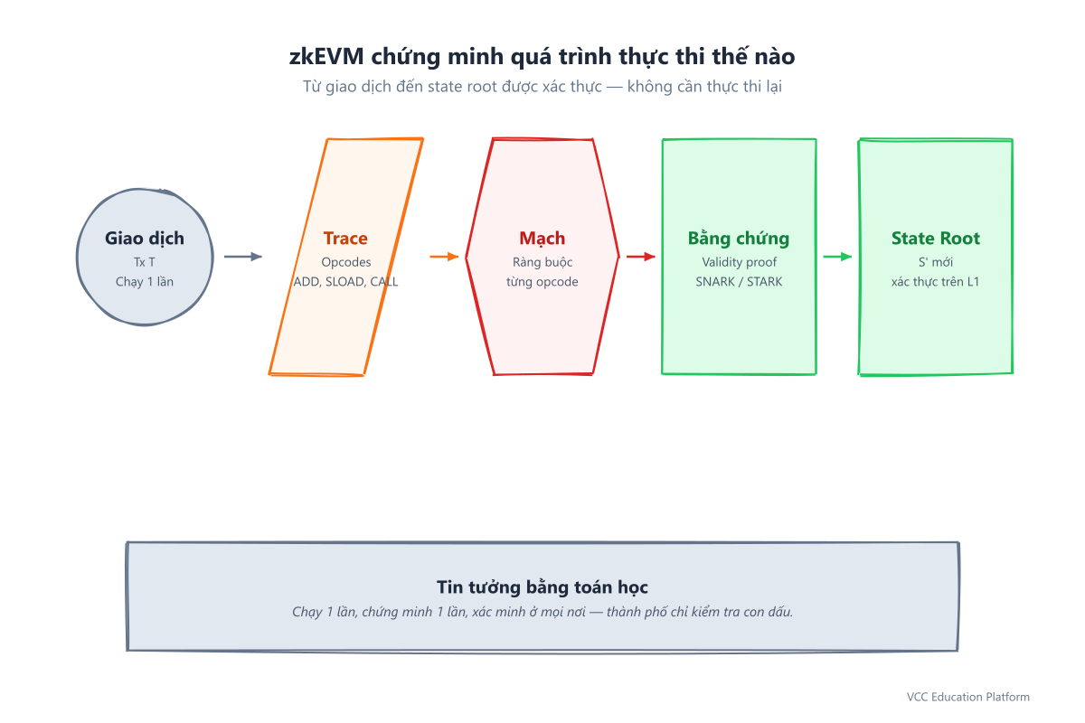 Cách zkEVM chứng minh quá trình thực thi: giao dịch đến execution trace đến constraint circuit đến validity proof đến state root mới được xác thực trên L1