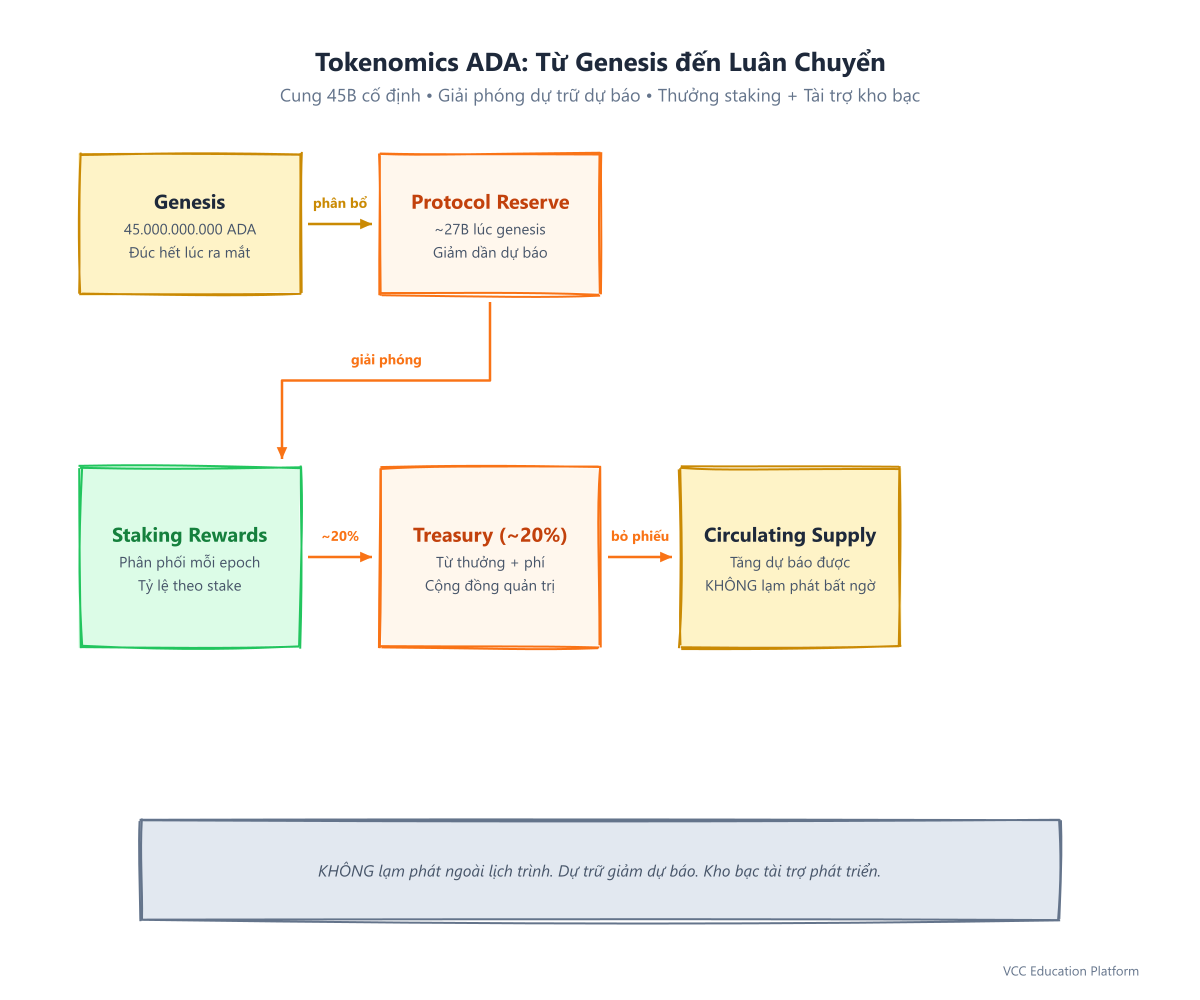 Tokenomics ADA: genesis 45B → giải phóng dự trữ → thưởng staking + kho bạc → lưu thông