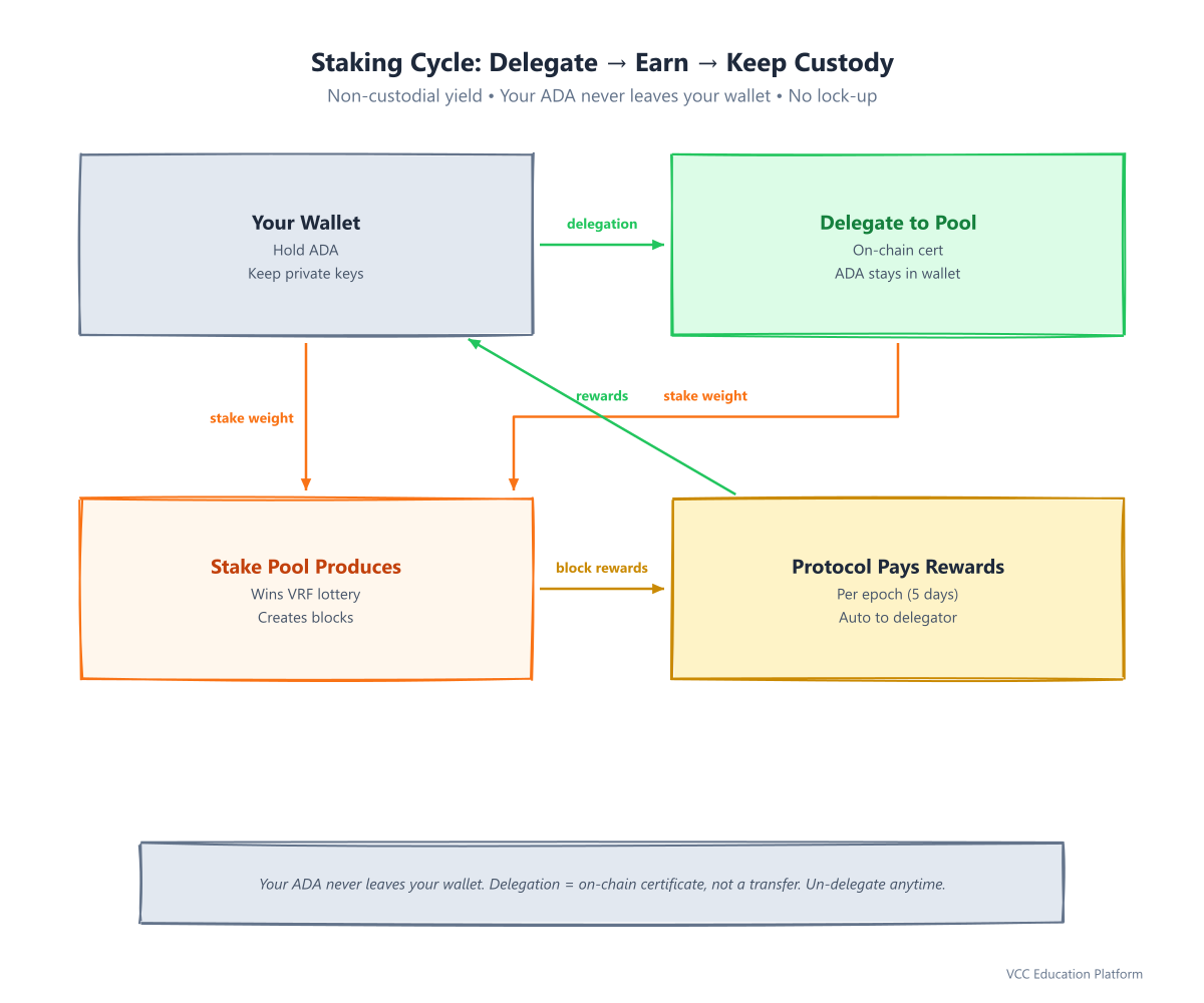 Staking cycle: wallet delegates -> stake pool produces blocks -> protocol pays rewards -> delegator receives ADA
